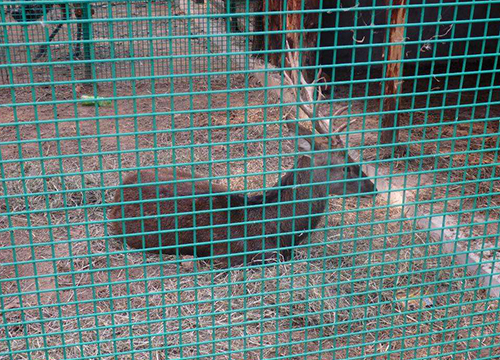 Farming welded wire mesh圖片3