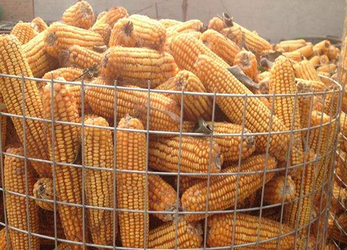 江蘇Circle Corn Welded Wire Mesh圖片1