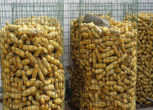 江蘇Circle Corn Welded Wire Mesh圖片4